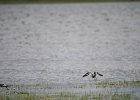 Grutto (Black-tailed godwit) (Limosa limosa) - Ogii Nuur 14-08-2016 (5)
